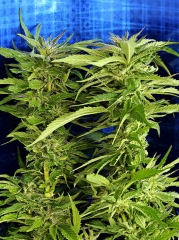 Royal Afghani flower - JONZ Genetics